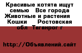 Красивые котята ищут семью - Все города Животные и растения » Кошки   . Ростовская обл.,Таганрог г.